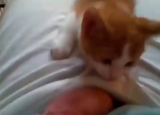 Kitten is licking a nice beefstick