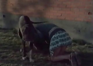 Zoophile is being fucked outdoors