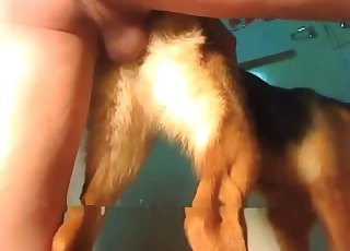 Small doggy is being fucked hard