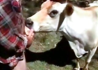 Guy’s tiny dick licked by a cow