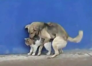 Dog bangs a cute kitty in doggy style