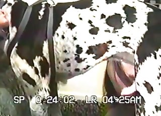 Spotted Dalmatian licks her shaved vagina