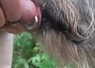 Sexy dog licks my pierced dick on cam