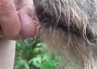 Sexy dog licks my pierced dick on cam