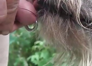 Sexy dog licks my pierced dick on cam