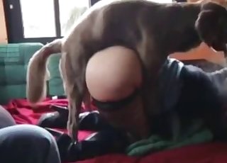 Big ass zoophile and small dog in the bed