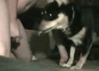 Dude fucking his obedient dog here