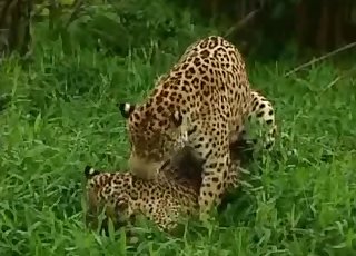 Lustful leopard looks real hot