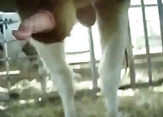 Skvělá akce s obrovským penisem
