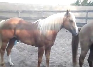 Two muscled ponies are trying hard to fuck