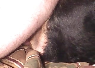 Dude fucks his horny dog sideways