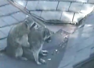 Two cute animals are fucking on the hood