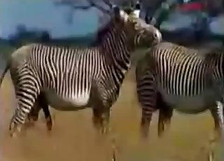 دو پیارے جانور ہڈ پر چود رہے ہیں