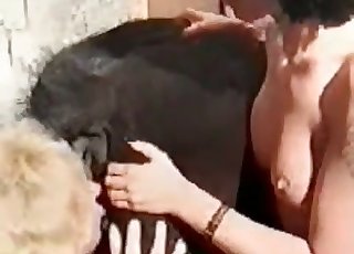 Close-up action with a moist horse pussy
