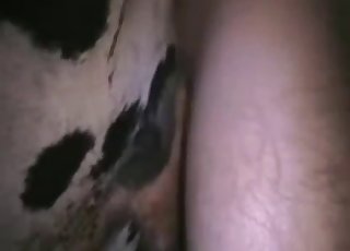 Sweaty close-ups showing bestiality