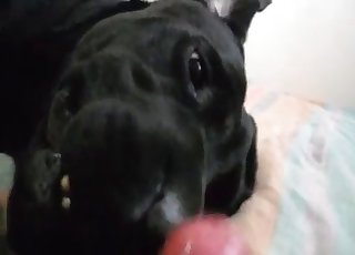POV oral with a very passionate doggo