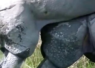 Gigantic rhinos fuck in doggy style pose