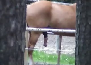 Horse showing off its massive boner