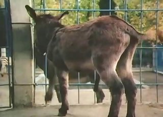 Close-up action, fantastic bestiality
