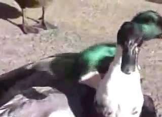 Ducks take sexual violence to the next level