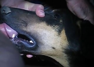 Nasty dog getting face-fucked hard