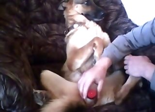 Dog's pussy fucked with toys