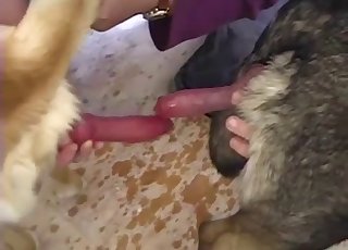 Kinky dogs showing off their cocks on cam