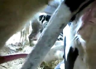 Two sexy cows are trying to bang