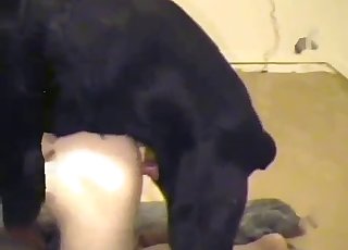 Big black dog drills a perverted guy