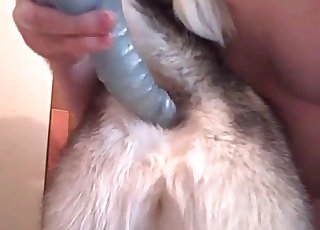 Stimulating tight anus of a sexy doggy