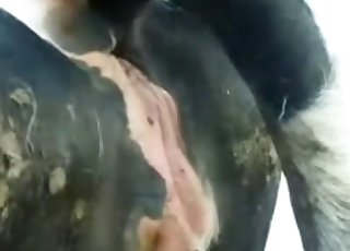 Bull fucks a nice cow from behind
