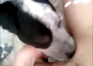 Awesome doggy licks a wide-opened cunt