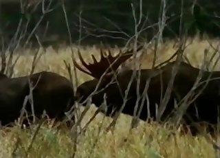 Vadállatok kutyapózban dugnak