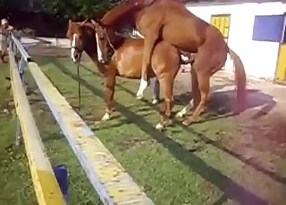 Two beautiful horses have amazing sex