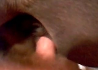 Close-up penetration for a filthy animal