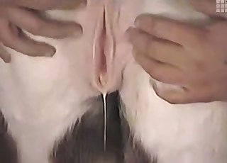 Seksi kmetijska žival izgleda tako seksi